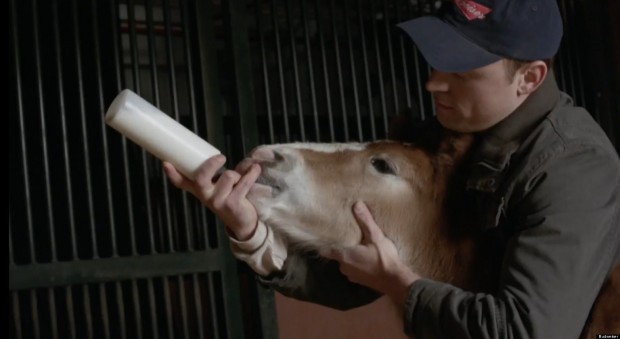 Clydesdale NEW